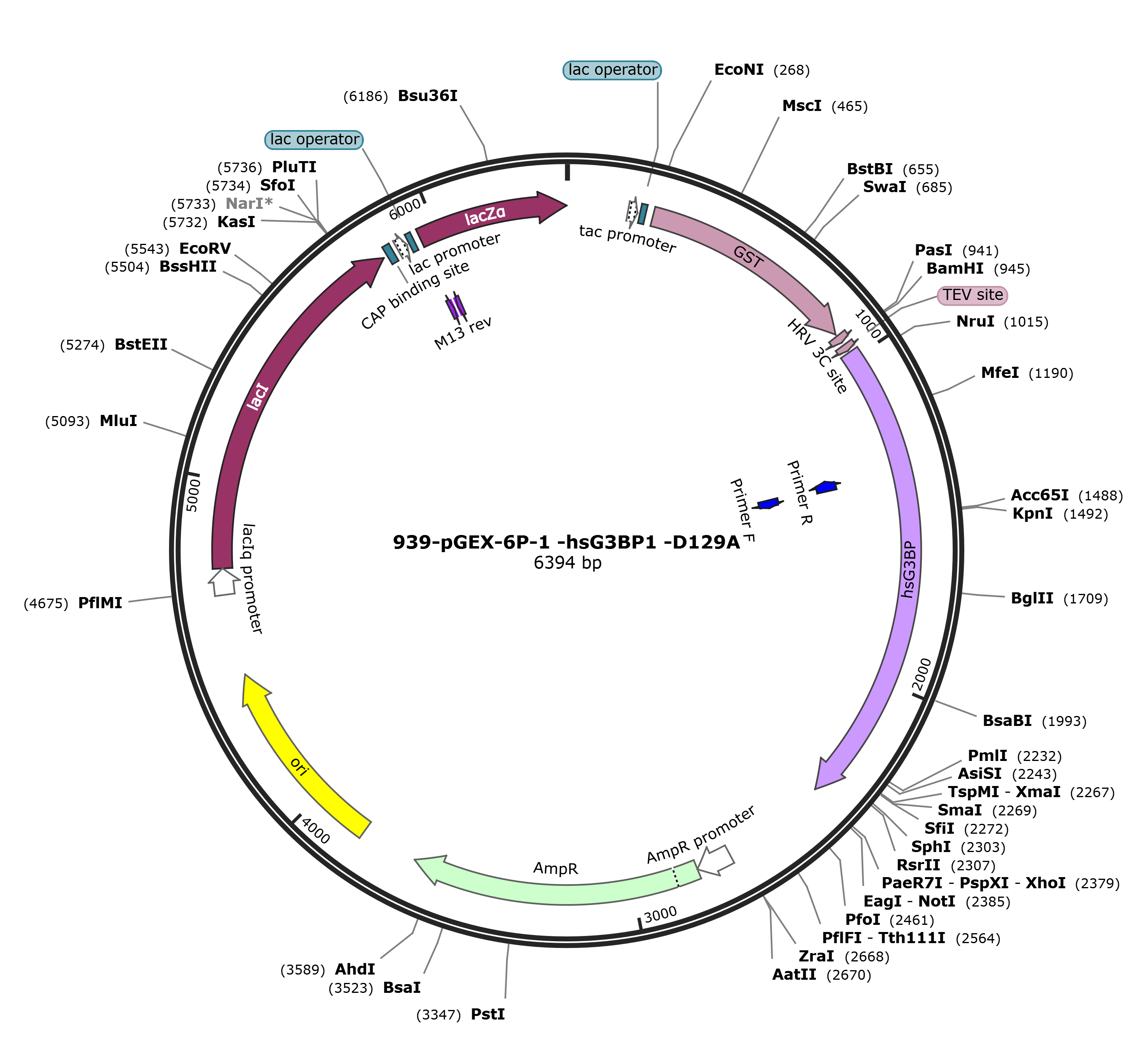 pGEX-6p-1-hsG3BP1 D129A载体图谱.png
